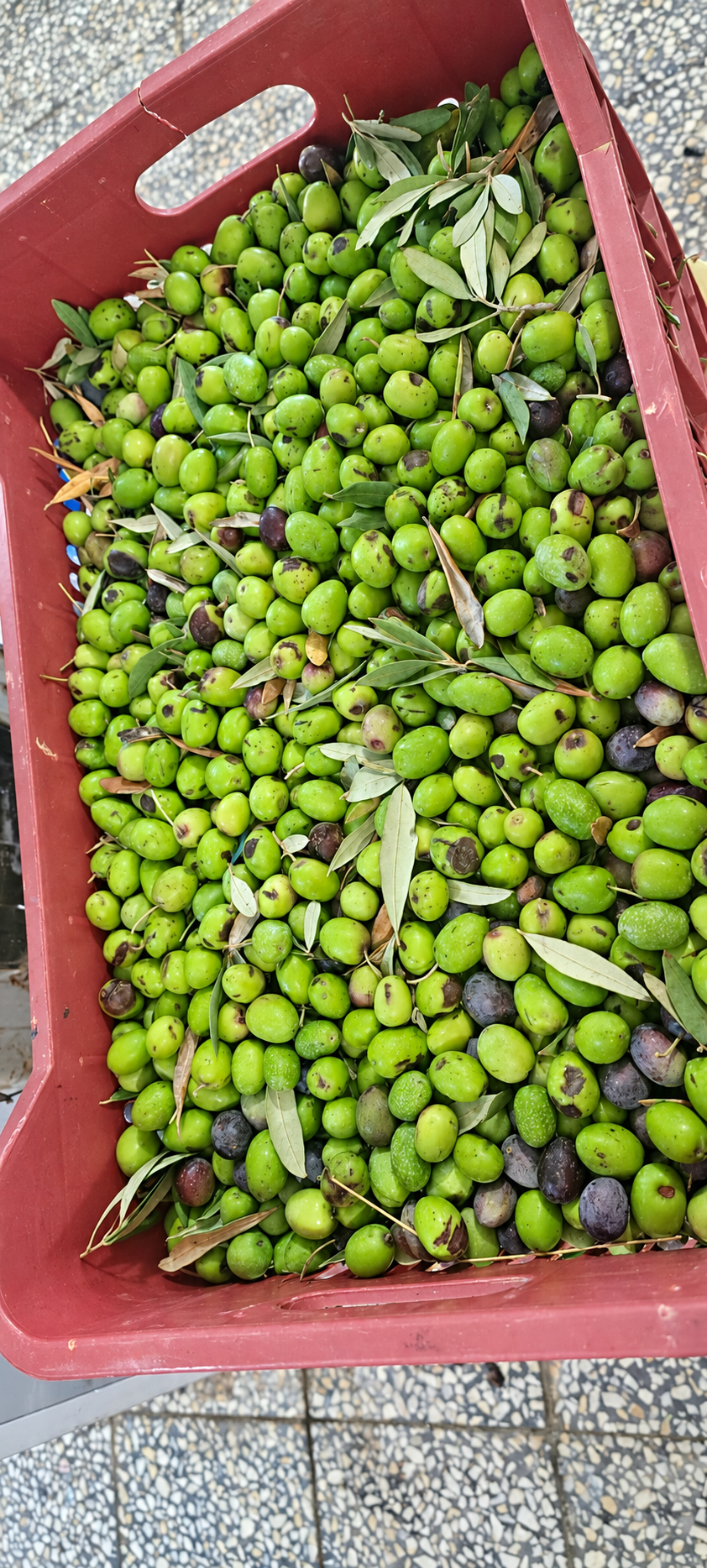 Fresh green and dark olives with leaves in a red harvest crate