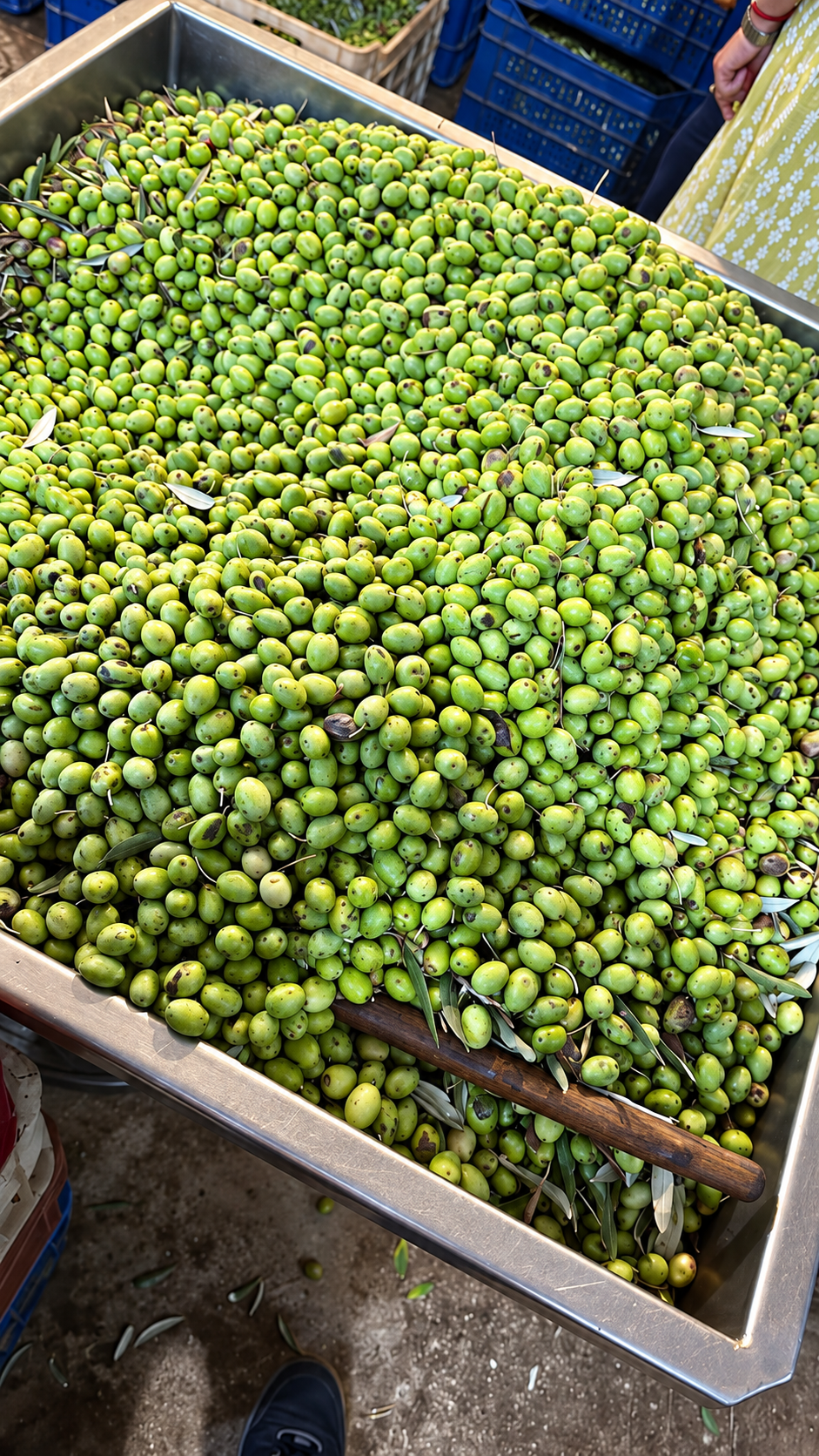 A large batch of olives in a stainless steel receiving hopper with a wooden tool
